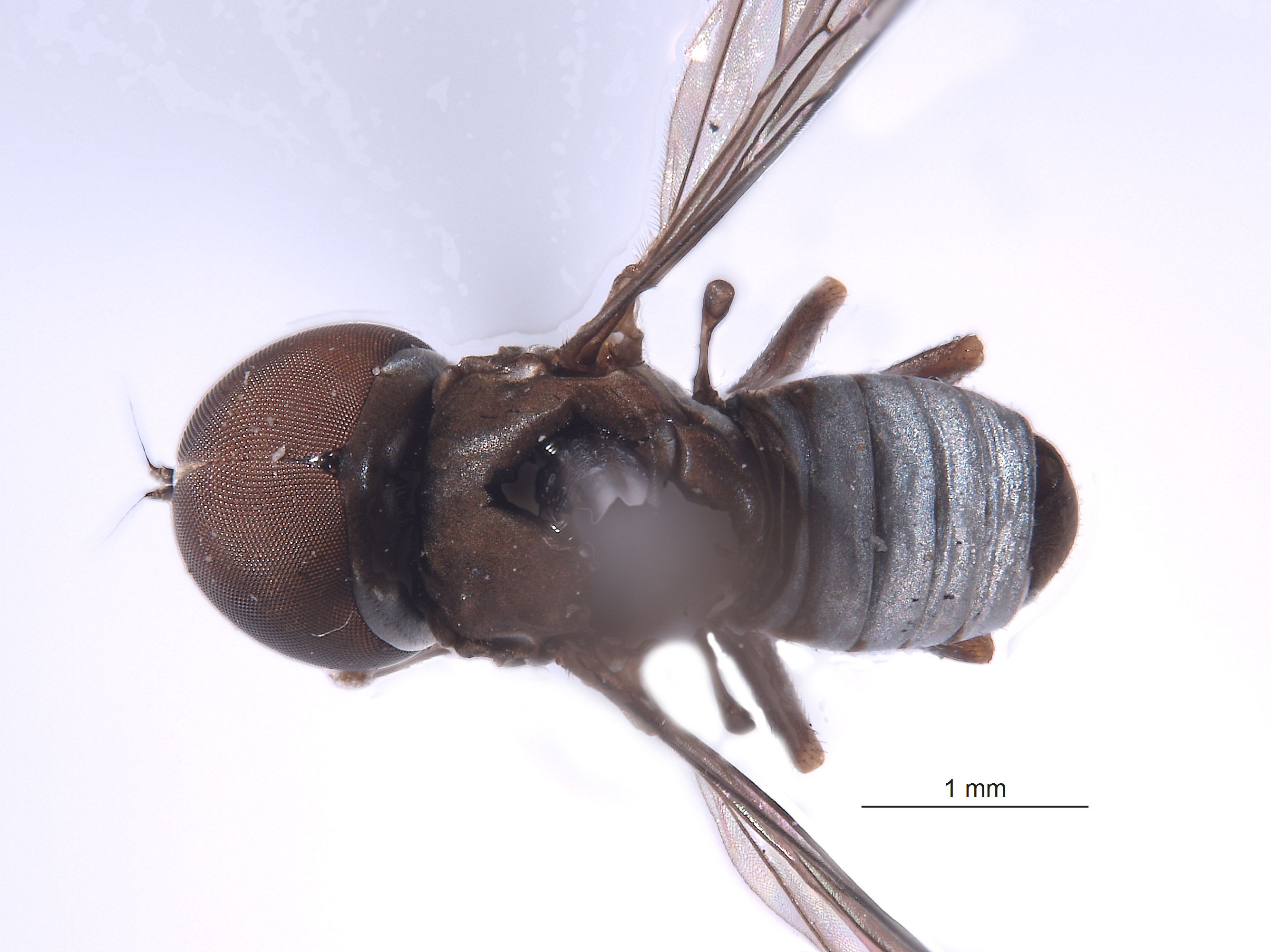 Pipunculidae image