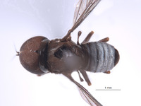 Elmohardyia argyrogaster image