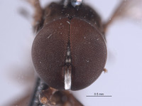 Elmohardyia argyrogaster image
