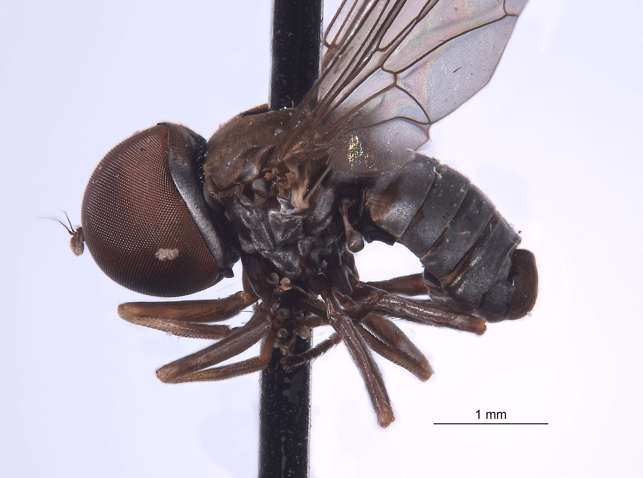 Elmohardyia argyrogaster image