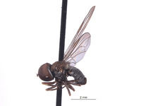 Elmohardyia argyrogaster image