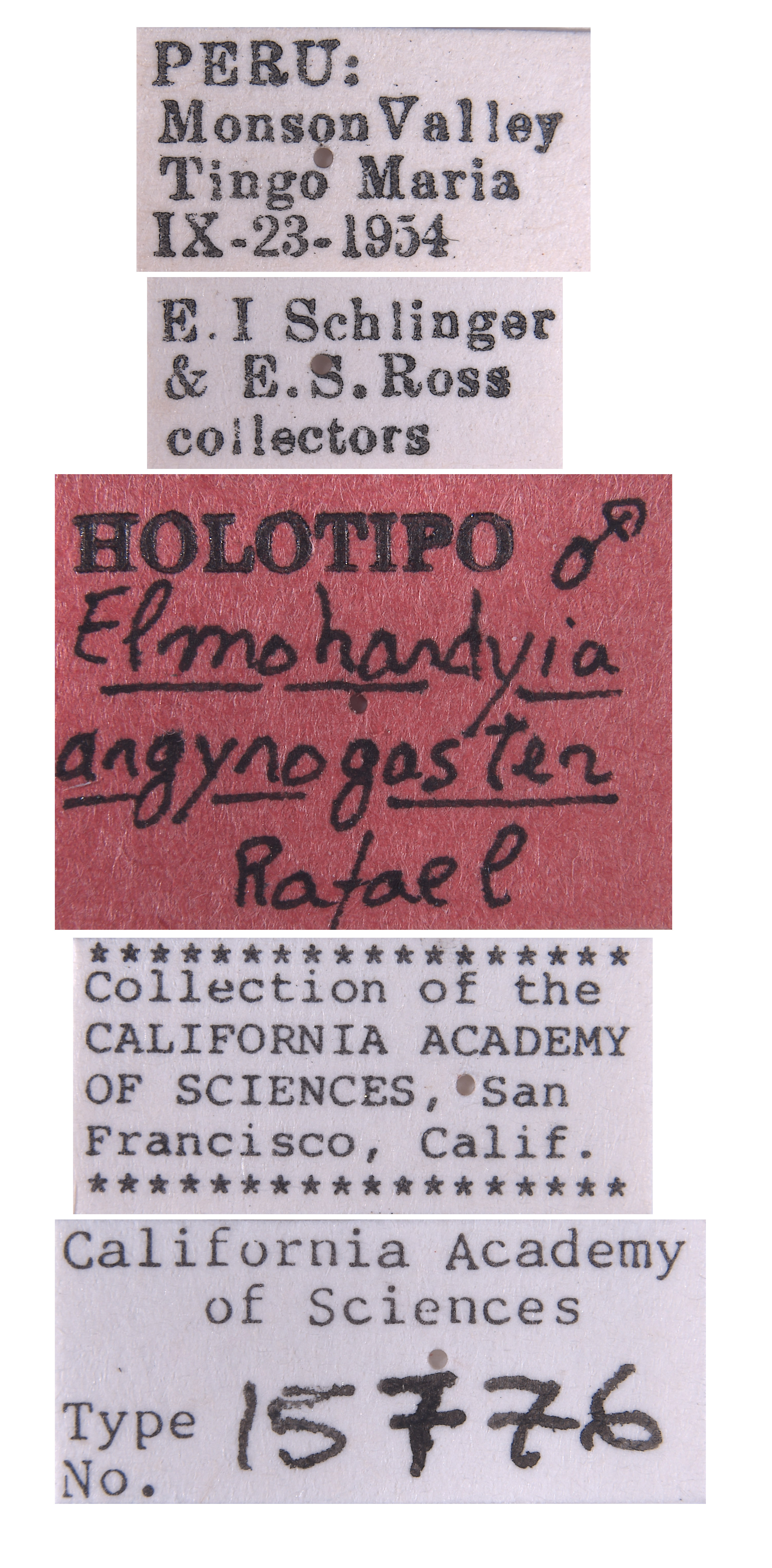 Elmohardyia argyrogaster image