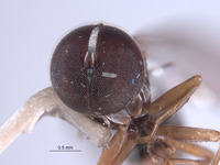 Elmohardyia arnaudi image