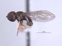 Elmohardyia arnaudi image