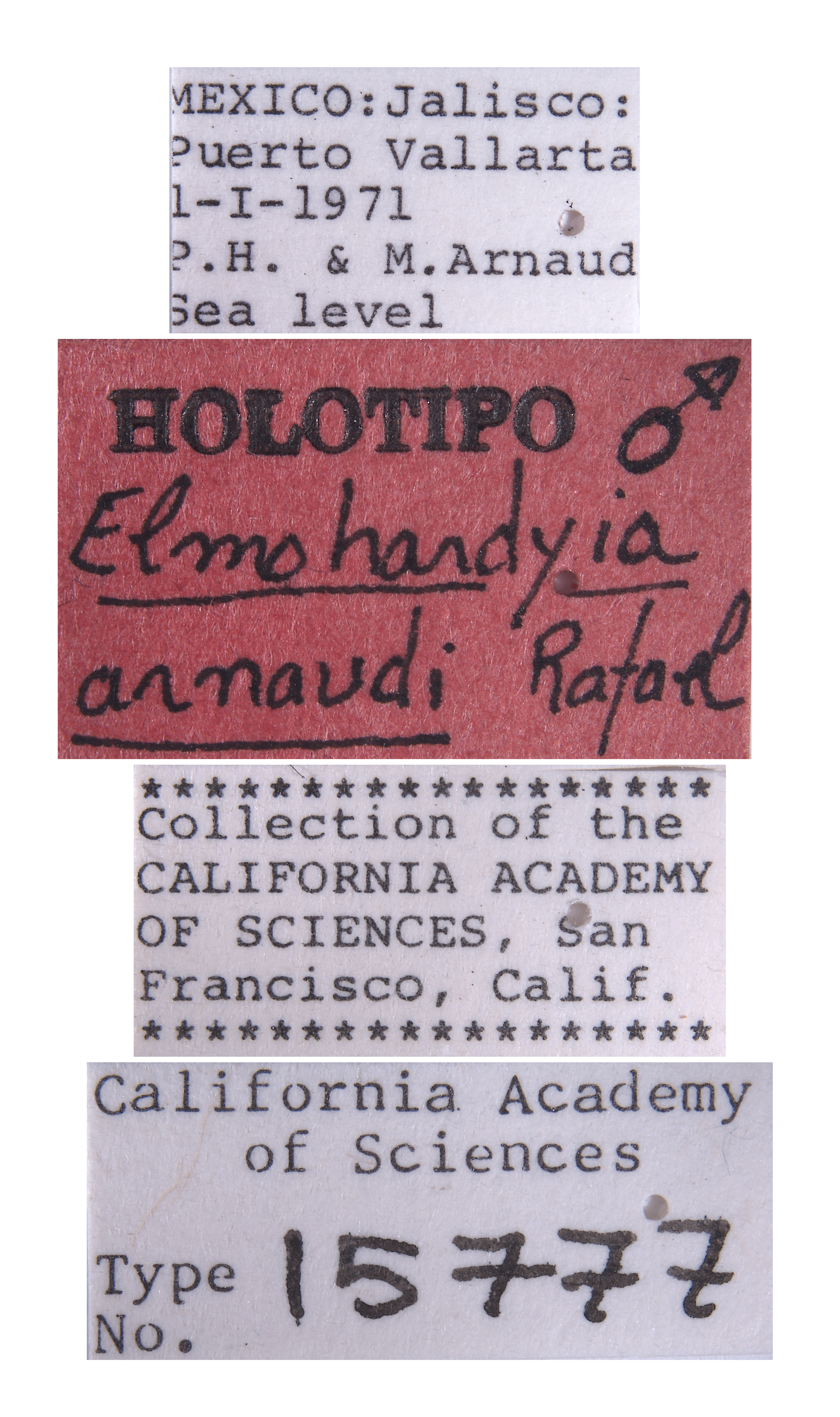 Elmohardyia arnaudi image