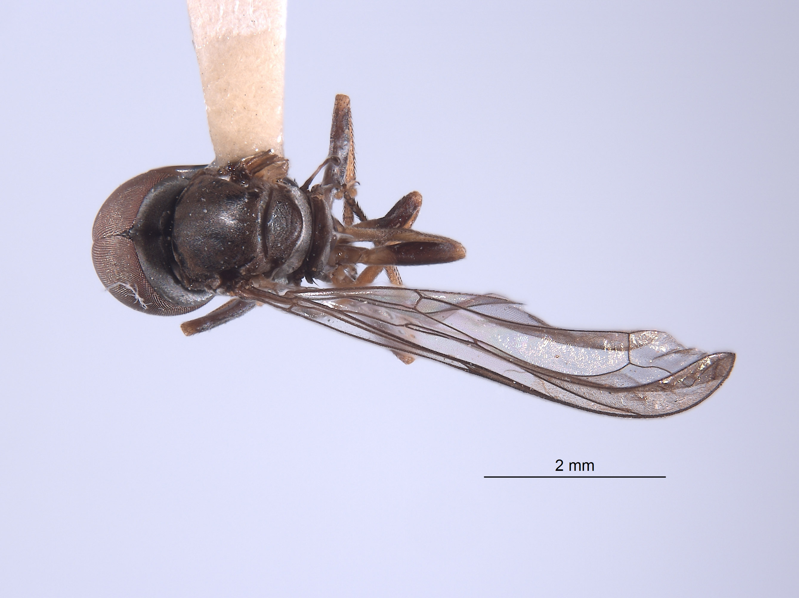 Elmohardyia arx image
