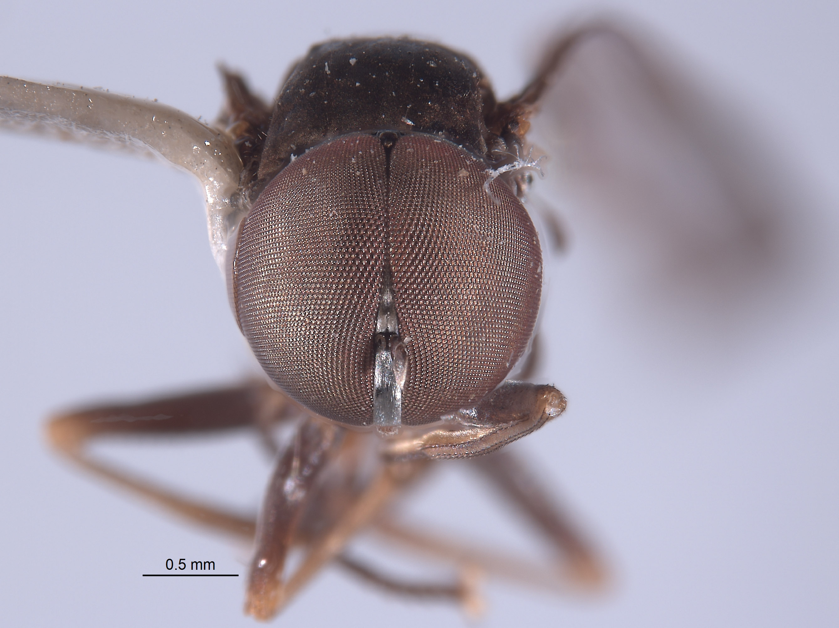 Elmohardyia arx image