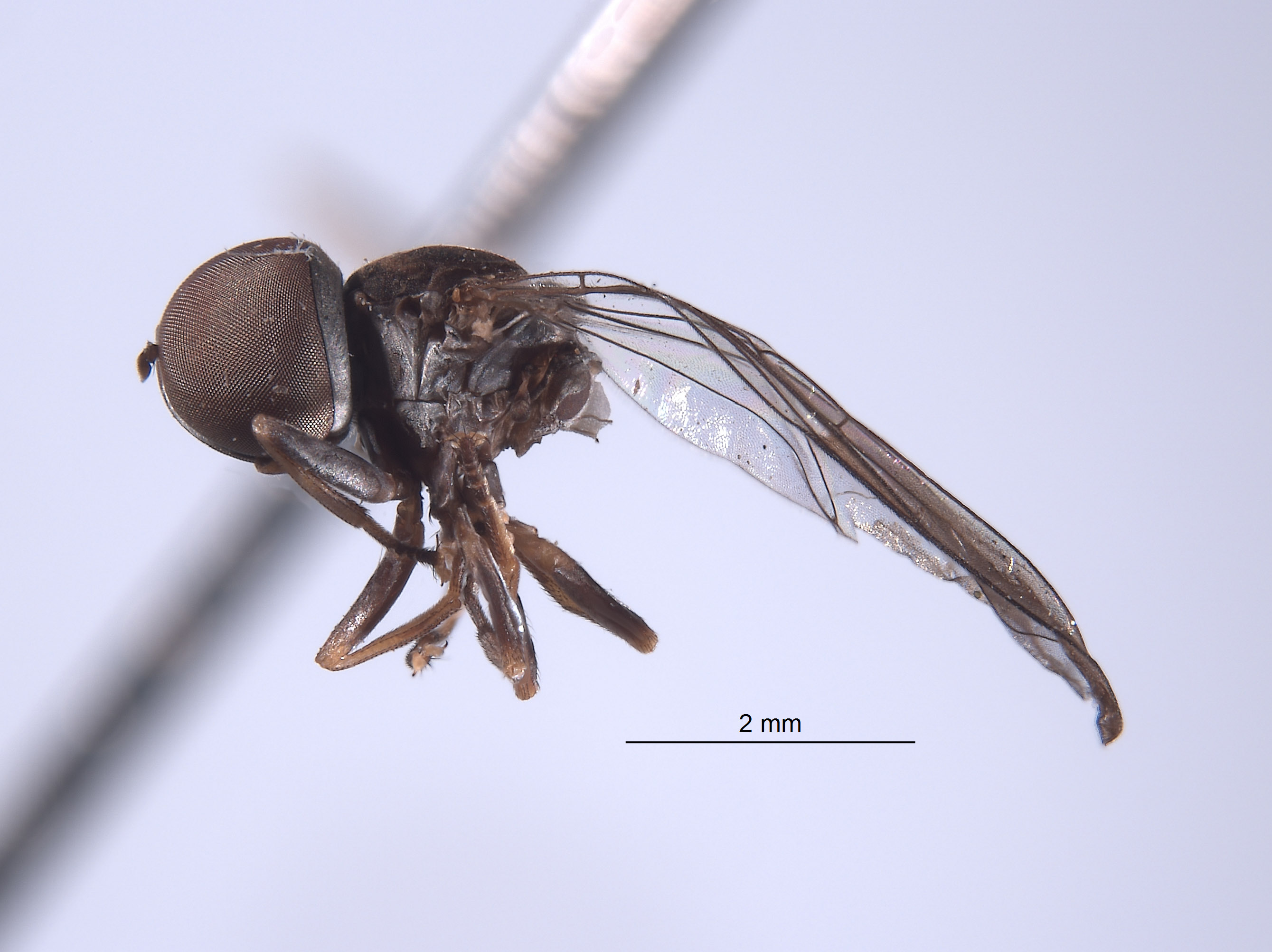 Pipunculidae image