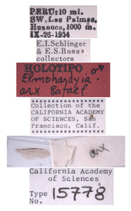 Elmohardyia arx image