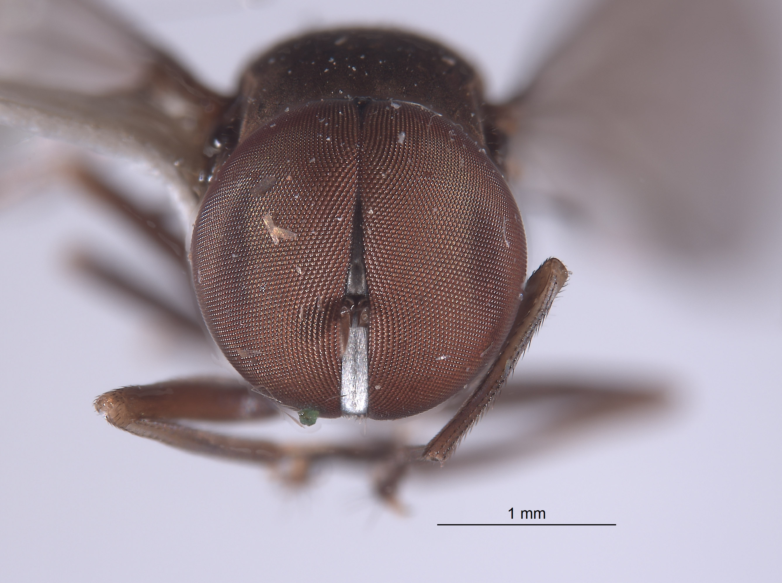 Elmohardyia merga image
