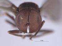 Elmohardyia merga image