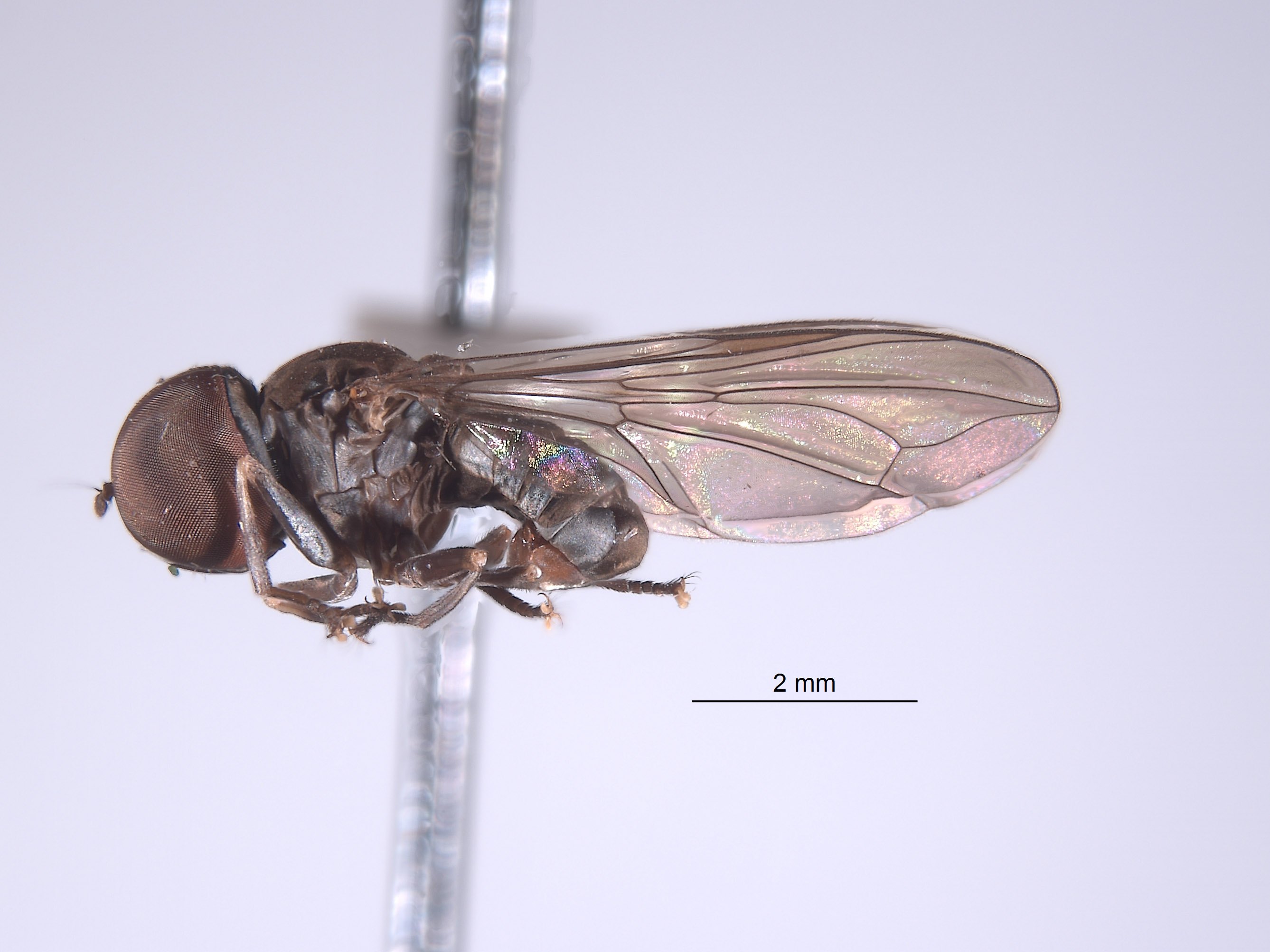 Elmohardyia merga image