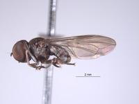 Elmohardyia merga image