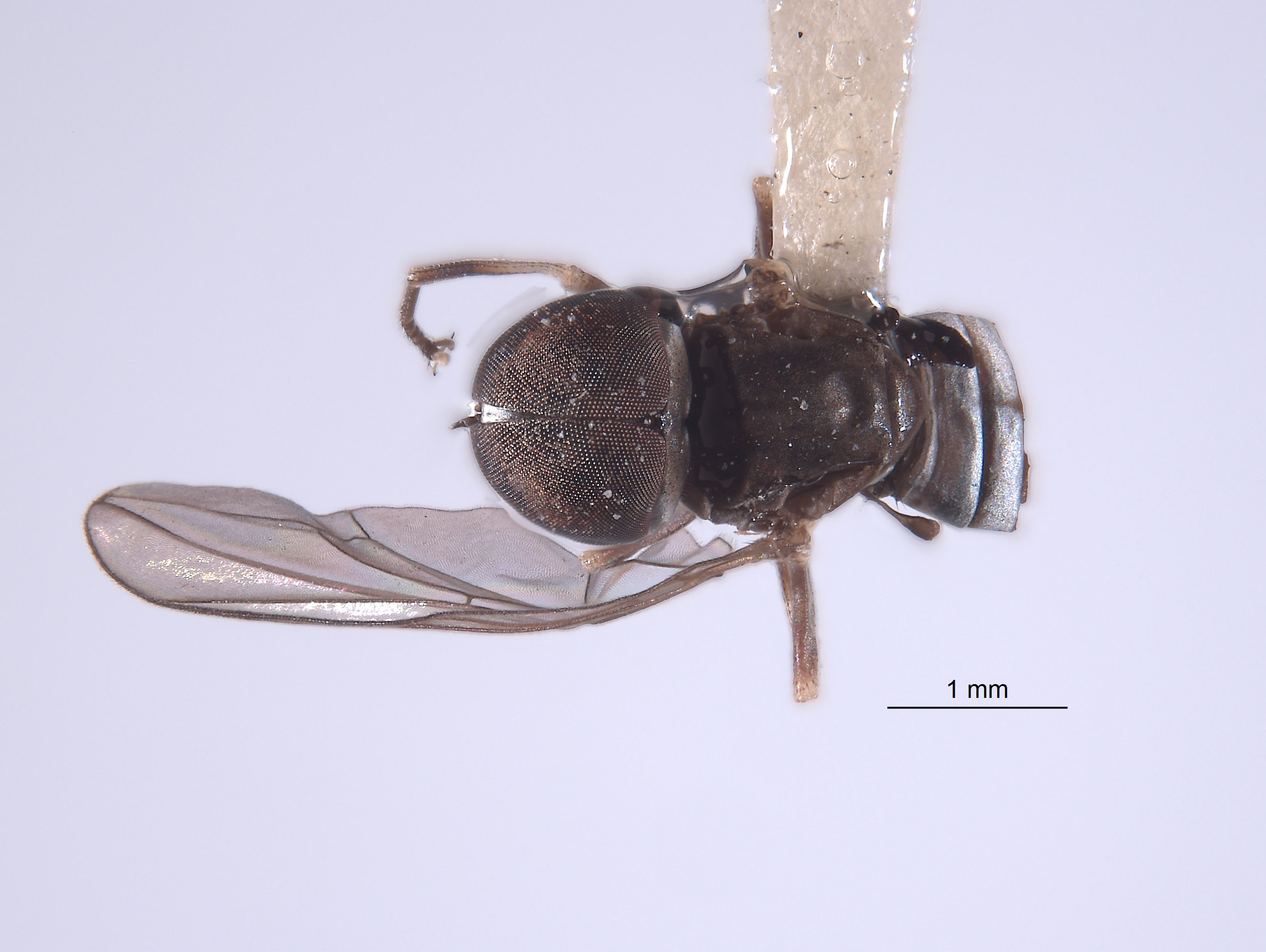 Elmohardyia tingomariae image