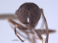 Elmohardyia tingomariae image