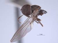 Elmohardyia tingomariae image