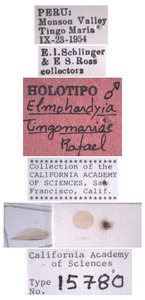 Elmohardyia tingomariae image