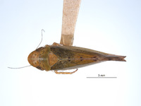 Parabolopona chinensis image