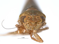 Parabolopona chinensis image