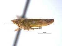 Parabolopona chinensis image