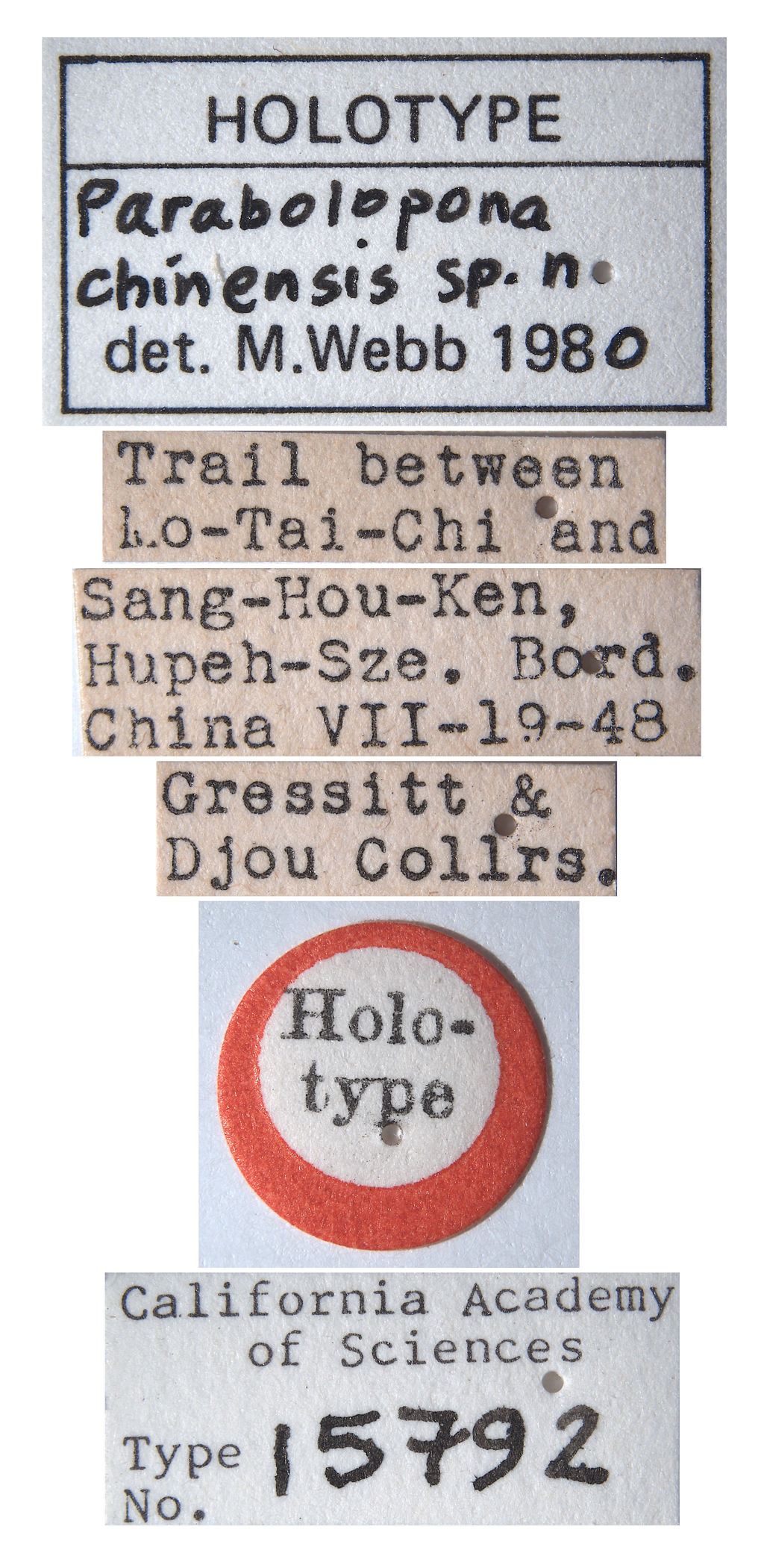 Parabolopona chinensis image