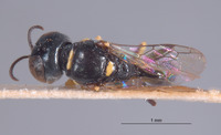Crossocerus pusanoides image