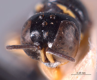 Crossocerus pusanoides image