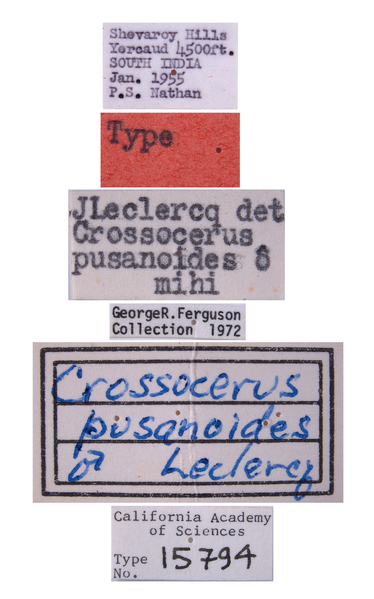 Crossocerus pusanoides image