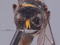 Crossocerus rimatus image