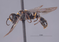 Crossocerus rimatus image