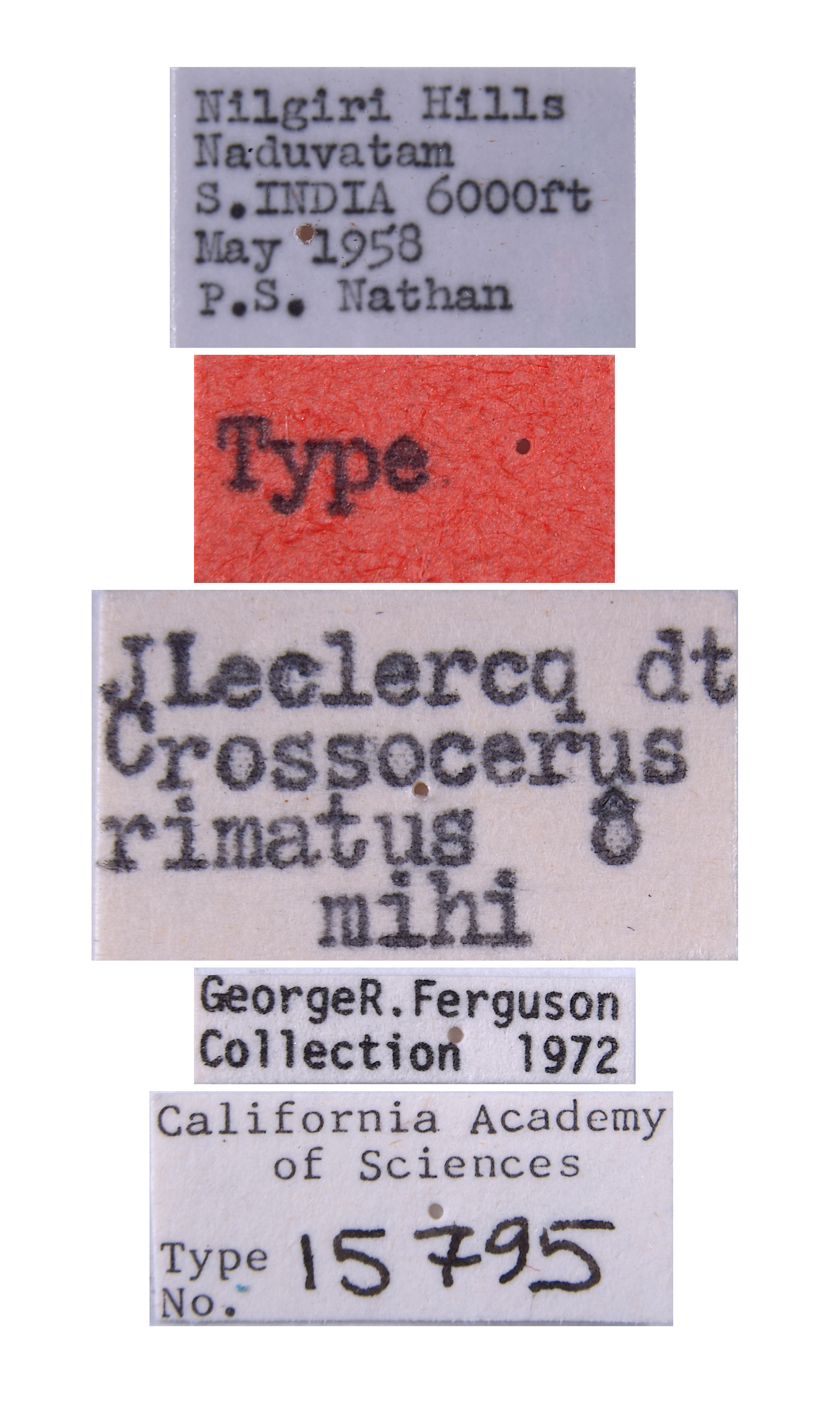 Crossocerus rimatus image