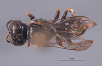 Entomognathus narratus image