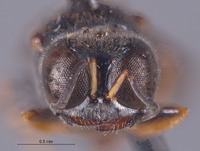 Entomognathus narratus image