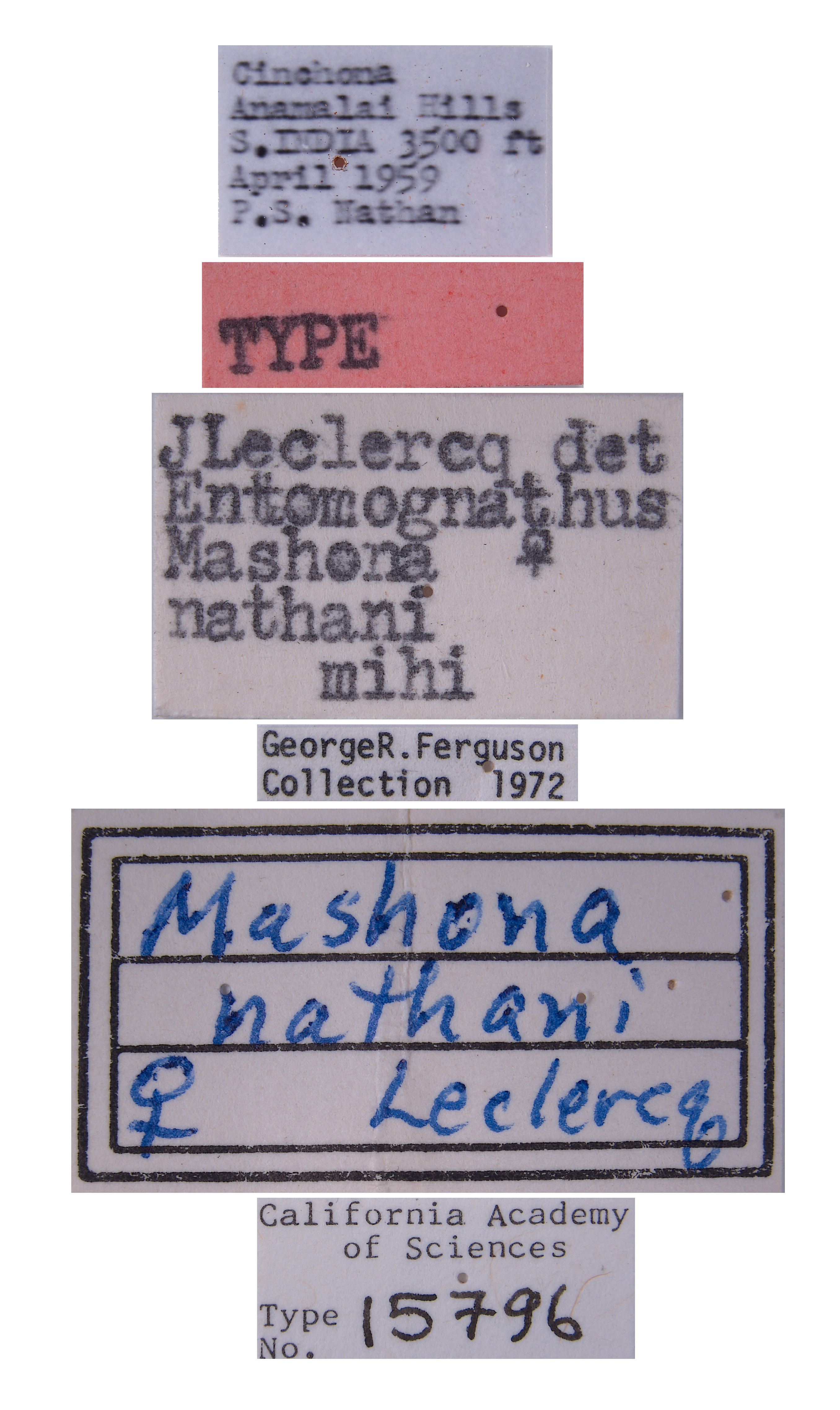 Entomognathus narratus image