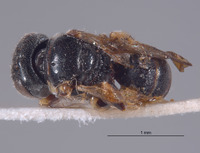 Entomognathus nathani image