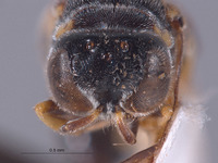 Entomognathus nathani image