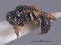 Entomognathus nathani image