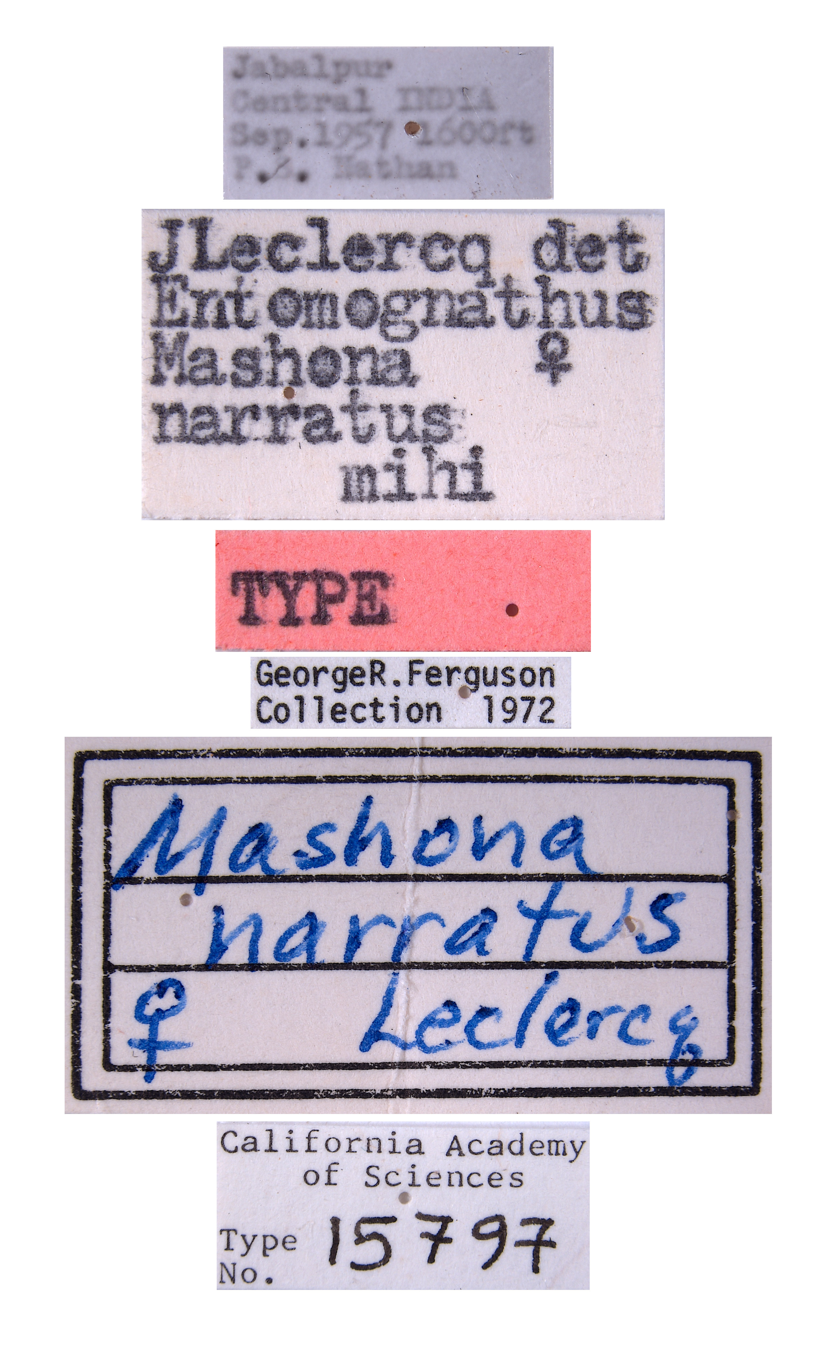 Entomognathus nathani image