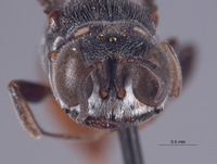 Entomognathus singarae image