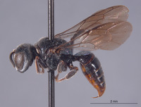 Entomognathus singarae image