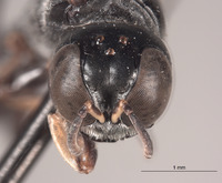 Isorhopalum marunum image