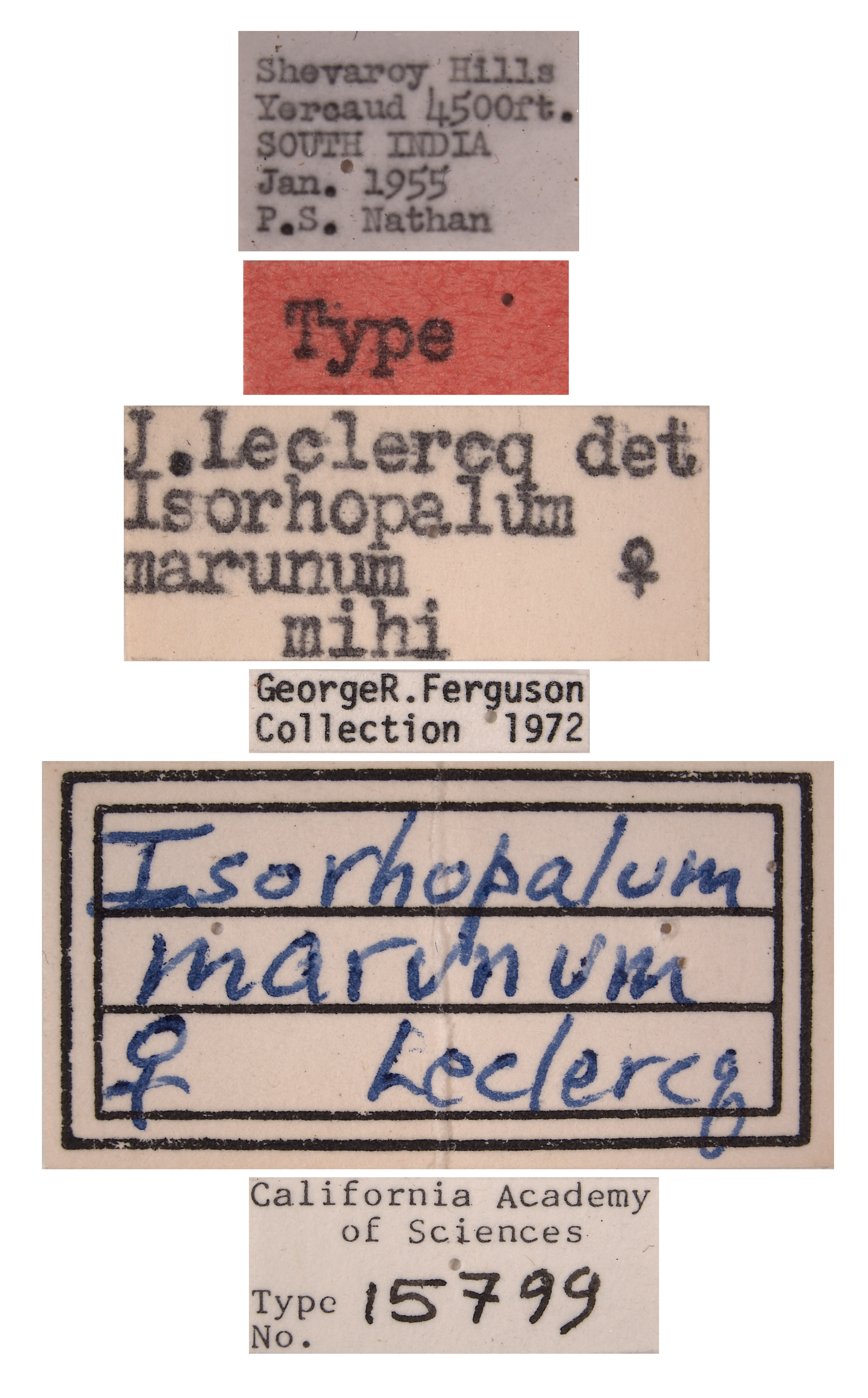 Isorhopalum marunum image