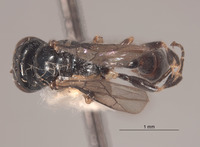 Rhopalum ammatticum image