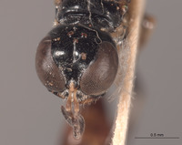 Rhopalum ammatticum image