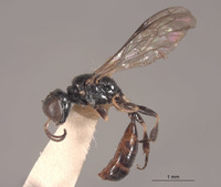 Rhopalum ammatticum image