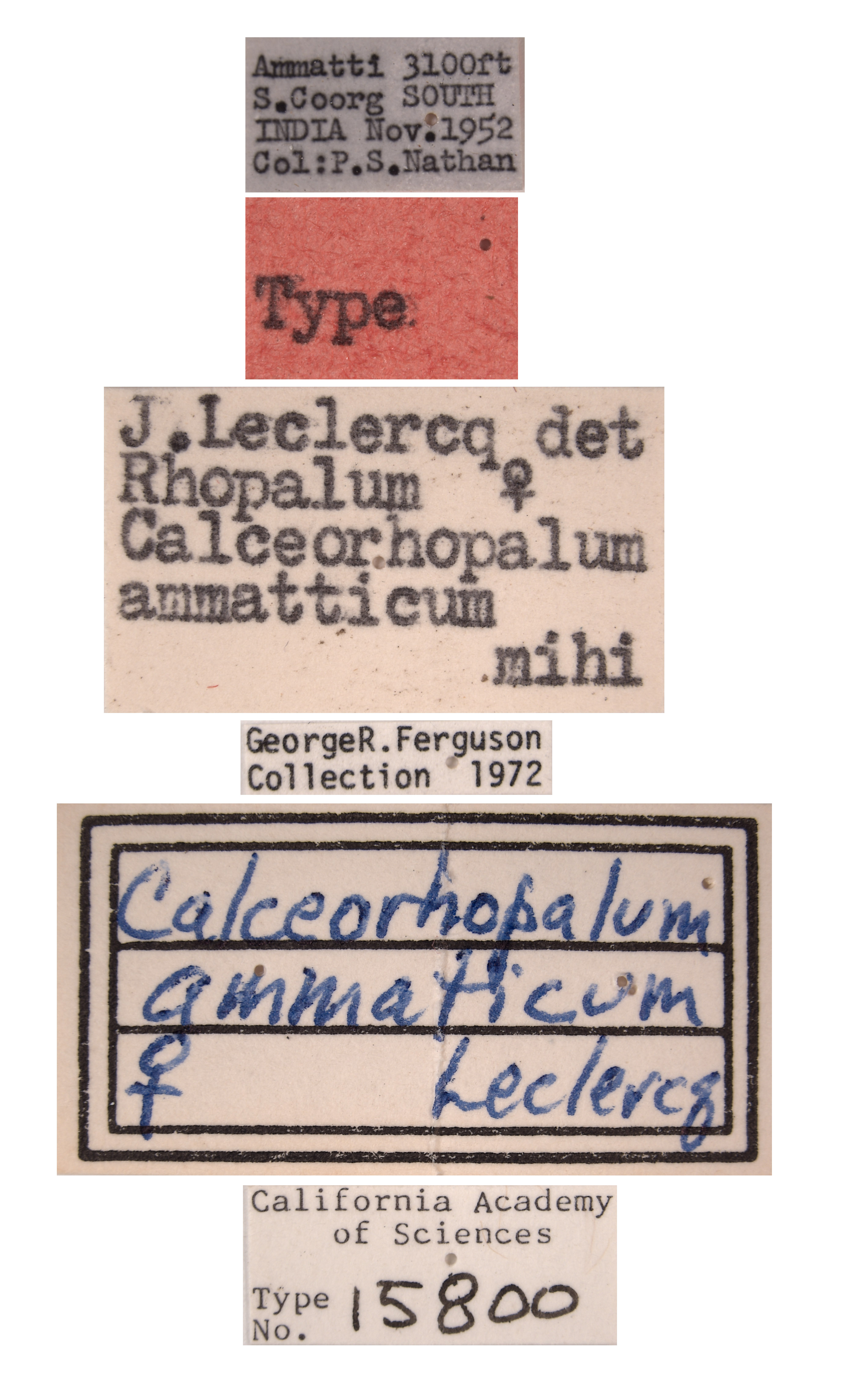 Rhopalum ammatticum image