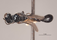 Rhopalum hillorum image