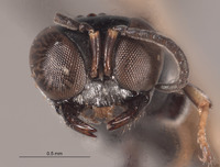 Rhopalum hillorum image