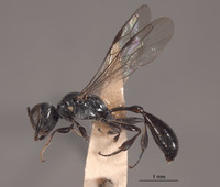 Rhopalum hillorum image