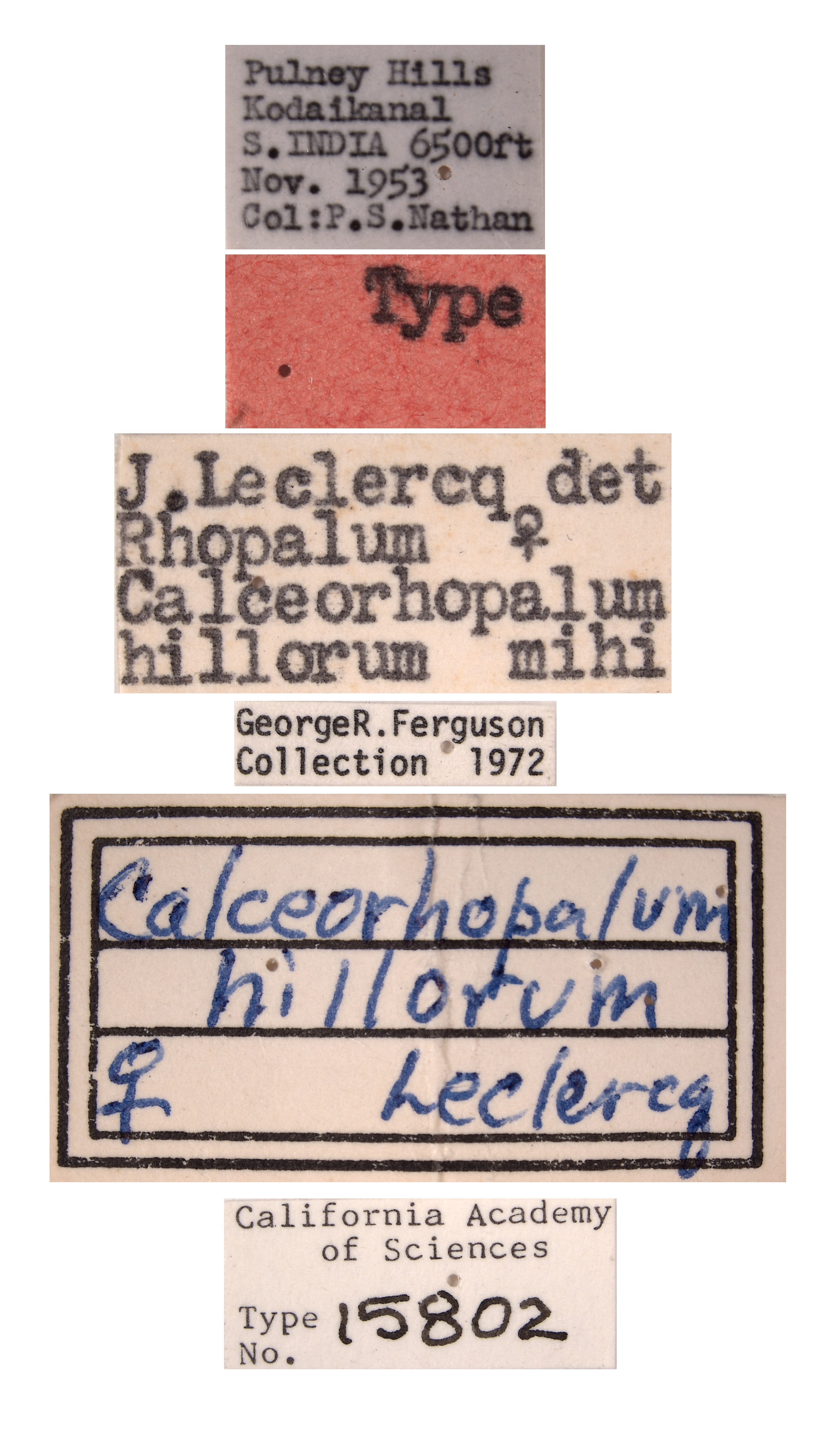 Rhopalum hillorum image